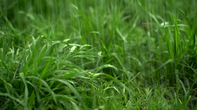 Raindrops falling on lush green grass in nature. 