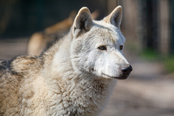 Obraz premium Close-up portrait of a wolf in daylight, focused expression, textured fur