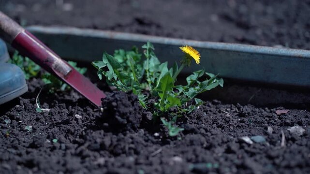 Uprooting a yellow dandelion growing in dark soil and removing it as a weed