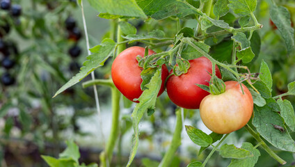 Tomato growing on branch. It is a special variety that stands out for its uniqueness and taste. The fruit has beautiful red and yellow patterns. Organic farming, tomato plants growth. © NastyaPhoto