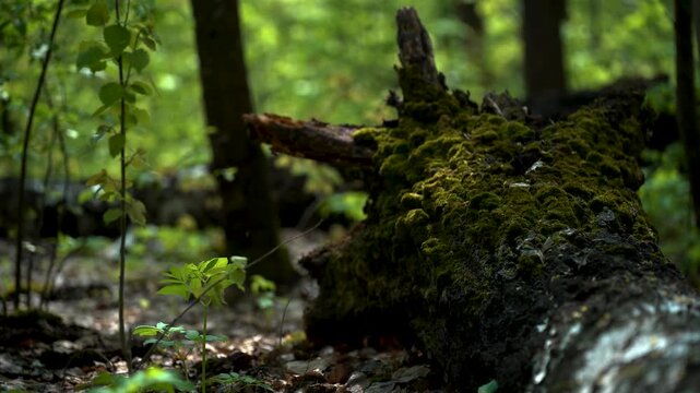 Old tree covered with moss deep inside the forest