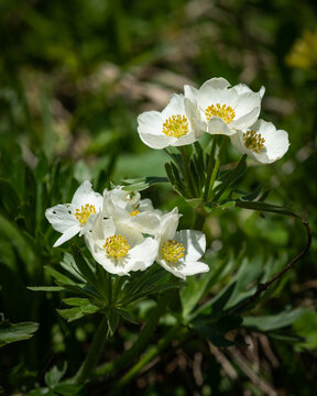 Two clusters of narcissus anemone bloom above palmate green leaves