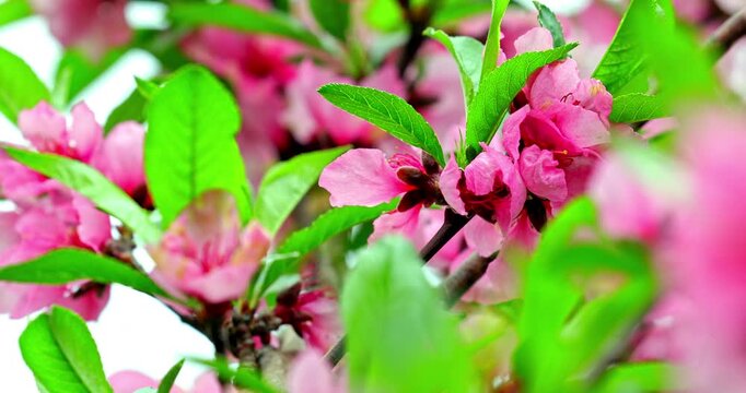 The magnificent spring scenery of plum blossoms with white branches and green leaves at Meifeng Farm in Nantou, Taiwan.