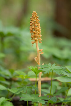 Brown bird nest orchid Neottia nidus avis stands in dark green forest