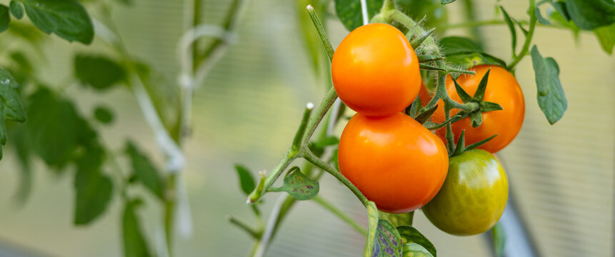 Tomato plant with several red and orange tomatoes hanging from the branches. Tomatoes are of varying sizes and are located at different stages of ripeness.