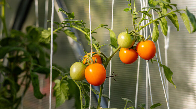 Tomato plant with several red and orange tomatoes hanging from the branches. Tomatoes are of varying sizes and are located at different stages of ripeness.