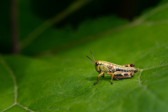 Small alpine grasshopper Miramella rests on green leaf in mountain meadow