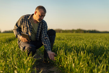 Male farmer with digital tablet kneeling in wheat field, touching crop shoots © Home-stock