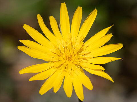 Bright yellow goatsbeard Tragopogon pratensis flower head open in summer light