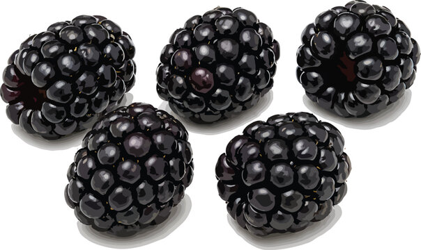 Five Ripe Blackberries on White Background blackberry
