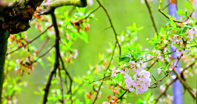 The magnificent spring scenery of plum blossoms with white branches and green leaves at Meifeng Farm in Nantou, Taiwan.