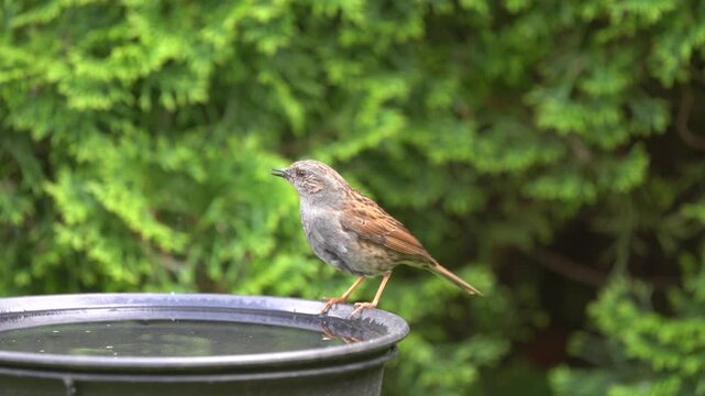 dunnock in the garden