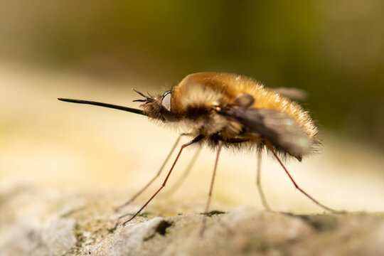 Large bee fly Bombylius major hovering with long proboscis on stone