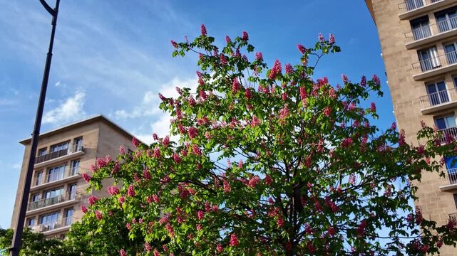Moving view of Paris buildings and blooming trees under bright spring sky