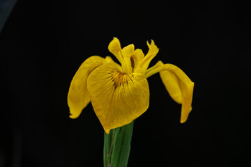 the beautiful yellow color of the marsh iris © serge