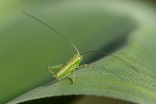 Tiny green bush cricket nymph Phaneroptera rests on broad green leaf