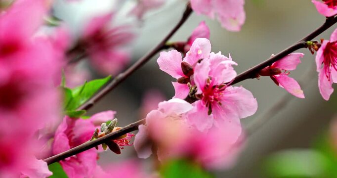 The magnificent spring scenery of plum blossoms with white branches and green leaves at Meifeng Farm in Nantou, Taiwan.