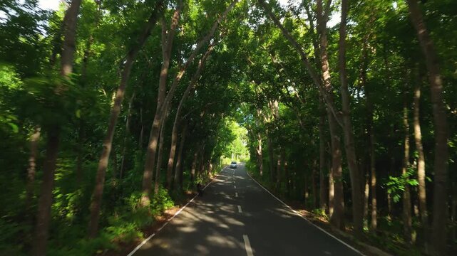 Aerial forward flythrough along man-made forest road on Siquijor Island with tall trees forming stunning green canopy tunnel over paved two-lane road, Philippines