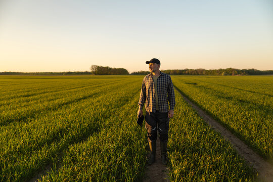 Male farmer standing in green wheat field at golden hour, holding tablet