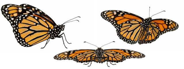 Monarch butterflies viewed from different angles, resting and hovering with open and closed wings, revealing detailed veining and bold orange patterns   © James
