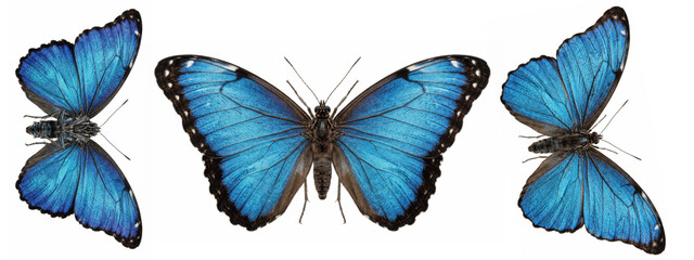 Brilliant blue butterflies with iridescent wings outstretched, displaying shimmering shades of turquoise and cobalt in an elegant formation on white   © James