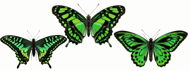 Vibrant green butterflies with striking black markings spreading their wings in a bright, vivid display of color against a clean white studio backdrop   © James