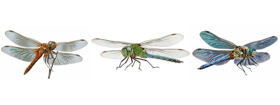 Mixed dragonflies in orange, green, and blue tones, hovering at varying angles to reveal intricate wing venation and shimmering iridescent bodies

