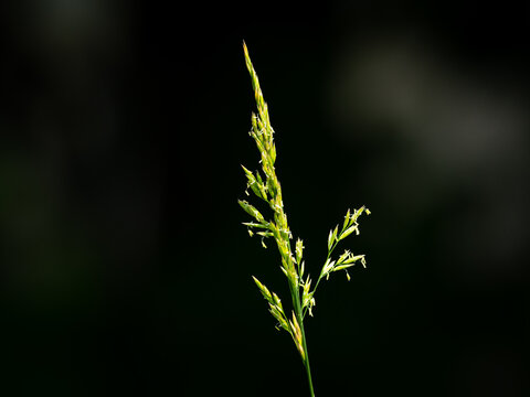 Backlit green grass panicle in flower glows against deep black background