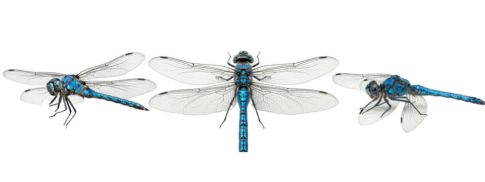 Dynamic blue dragonfly trio captured from varied angles, revealing intricate wing structure, iridescent body patterns, and lifelike poses on a stark white background for vivid visual impact

