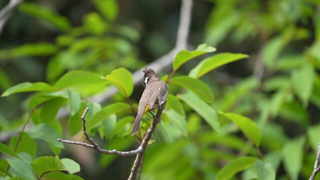 Himalayan  Bulbul Perched on Branch Among Green Leaves in Natural Forest Habitat