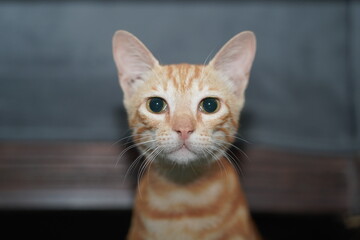 Side profile portrait of orange tabby cat © Danish