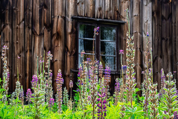 Flowering lupines in a garden by an old wooden croft © Lars Johansson