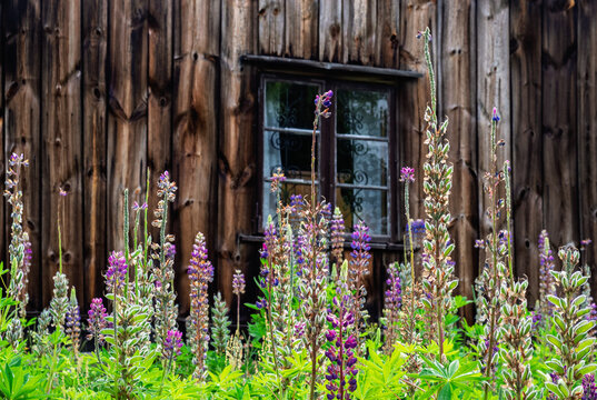 Flowering lupines in a garden by an old wooden croft