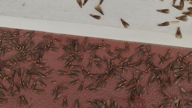 Mayflies dying after the night, hundreds of ephemeral insects covering the ground in their final agony beneath the cold light of dawn.