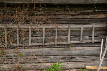 Weathered log cabin wall with wooden ladder, dry vines and wild greenery — rustic countryside scene © Artem