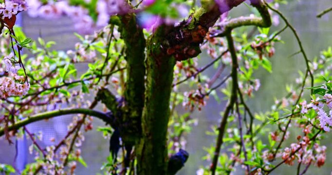 The magnificent spring scenery of plum blossoms with white branches and green leaves at Meifeng Farm in Nantou, Taiwan.