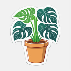 Fototapeta premium Monstera Plant in a Terracotta Pot