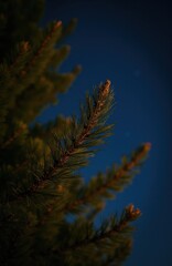 Obraz premium Close-up of pine tree branches against dark blue night sky. Evergreen needles and cones are visible against the twilight. Nature background.