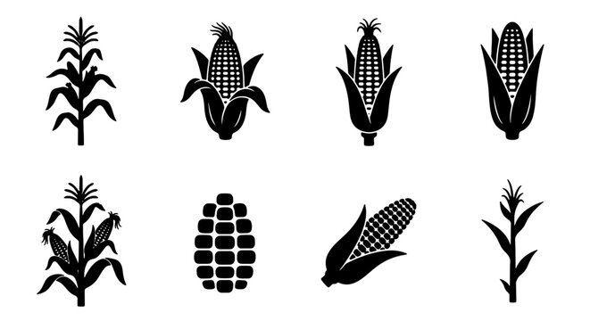 Corn Stalk and Cob Icons, Maize Plant Vector Graphics, Agricultural Harvest Symbols, Black and White Food Elements