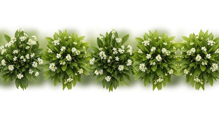 Obraz premium Row of five blooming green bushes with small white flowers