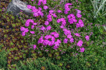 Obraz premium Blooming pink phlox flowers among stones and succulent plants