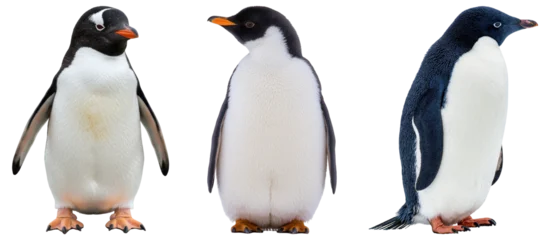 Fototapeten Pinguin Three penguins isolated on transparent background  © Feroz Qazi