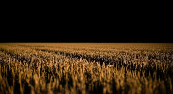 Golden harvested grain field at night under black sky