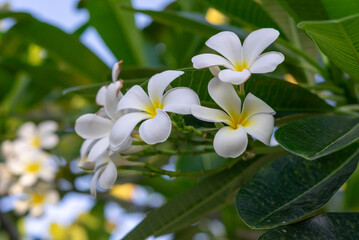 Fototapeta premium White plumeria flowers blooming with green tropical leaves and soft natural sunlight in garden environment