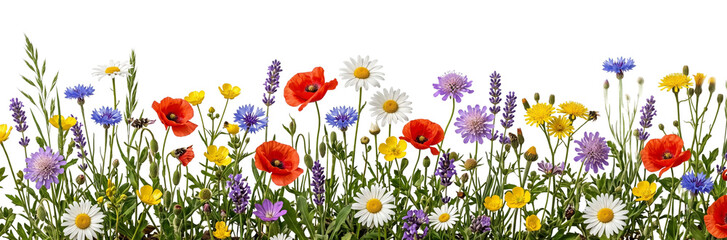 Fototapeta premium Wildflower meadow border with poppies and daisies on transparent background