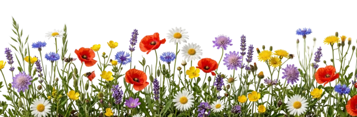 Fotobehang Klaprozen Wildflower meadow border with poppies and daisies on transparent background  © ATIQULISLAM