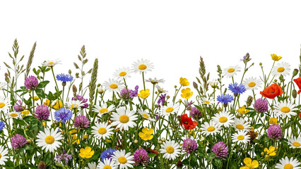 Wildflower meadow border with daisies and poppies on transparent background © ATIQULISLAM