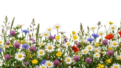 Fototapete Mohnblumen Wildflower meadow border with daisies and poppies on transparent background  © ATIQULISLAM