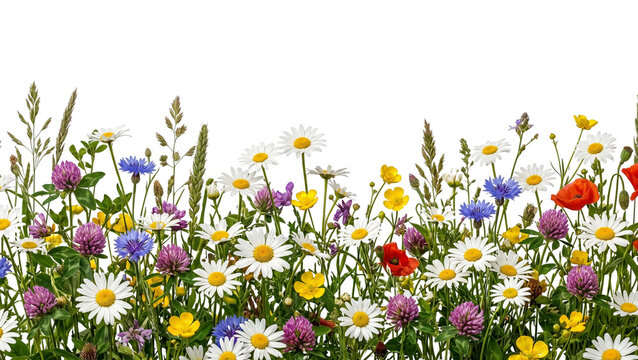 Wildflower meadow border with daisies and poppies on transparent background