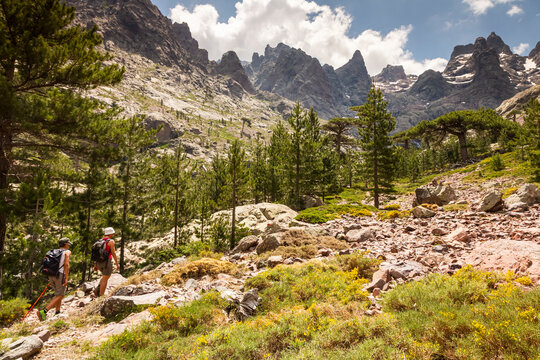 Adventure travel hikers trekking a rugged mountain path with pine trees and rocky terrain, exploring the GR20 in Asco Valley, North Corsica.